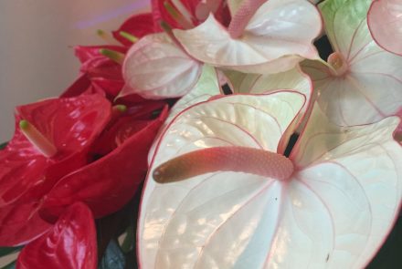 Madeira Food, Wine & Flower Show 2016/Pestana Chelsea Bridge Hotel and Spa