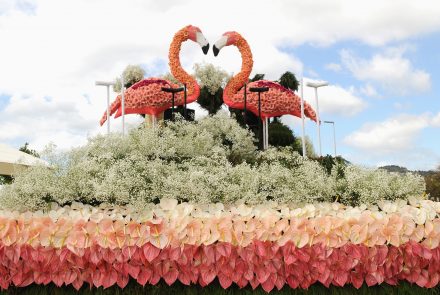 Madeira Flower Festival 2016/Float Flowers