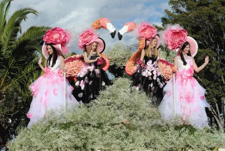 Madeira Flower Festival 2016/Pink Ladies